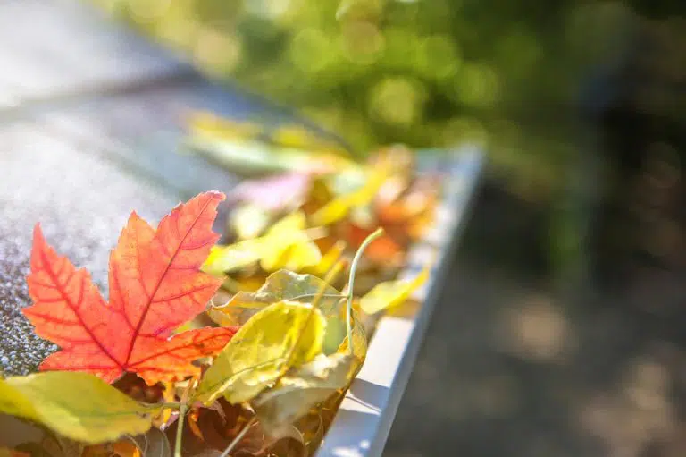 Leaf with Light